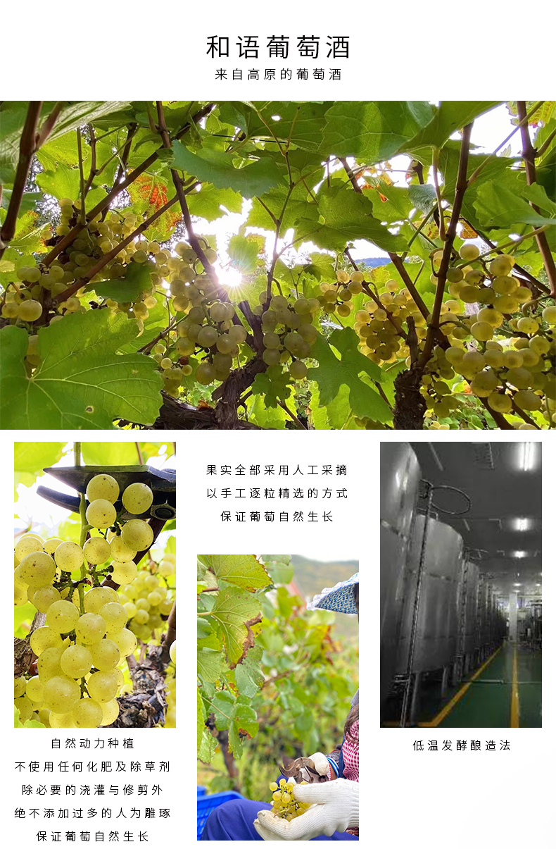 和语云庄白葡萄酒_03.jpg